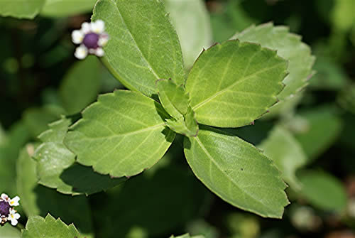 فیلا نودیفلورا